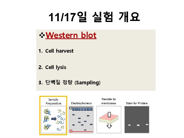 11/17일 실험 개요 v. Western blot 1. Cell harvest 2. Cell lysis 3. 단백질