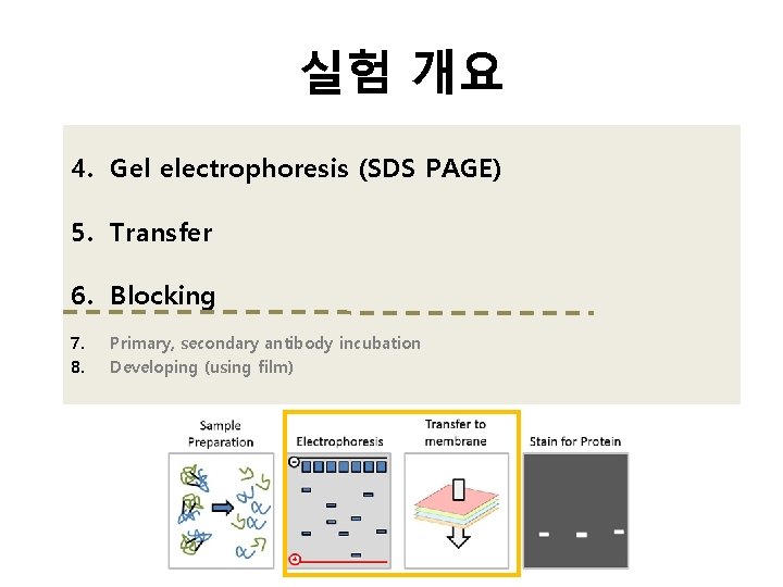 실험 개요 4. Gel electrophoresis (SDS PAGE) 5. Transfer 6. Blocking 7. 8. Primary,