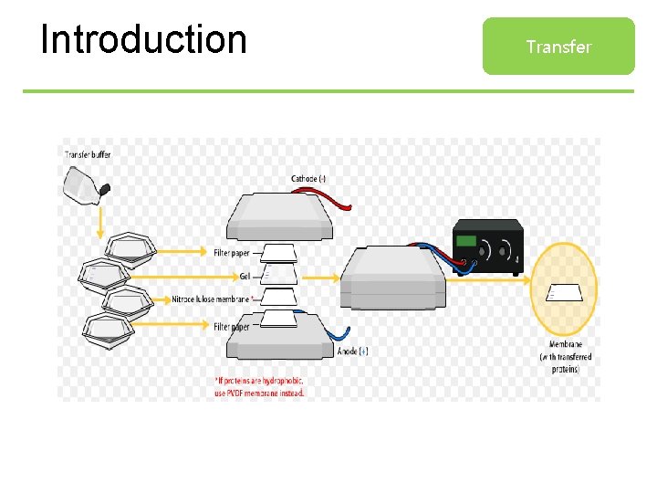 Introduction Transfer 