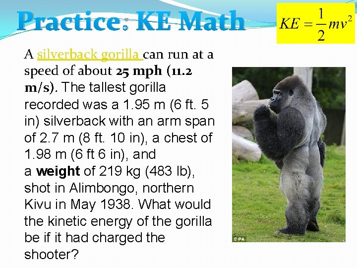 Practice: KE Math A silverback gorilla can run at a speed of about 25 Practice: KE Math A silverback gorilla can run at a speed of about 25