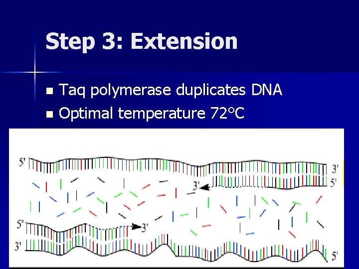Step 3: Extension Taq polymerase duplicates DNA n Optimal temperature 72°C n 