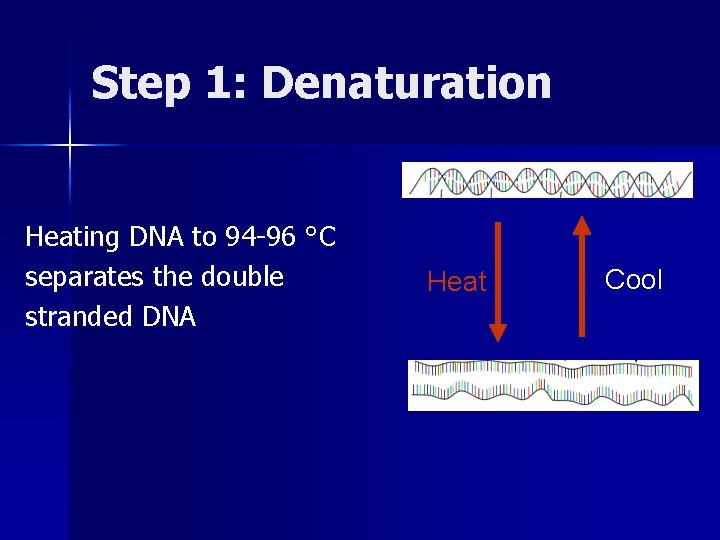 Step 1: Denaturation Heating DNA to 94 -96 °C separates the double stranded DNA