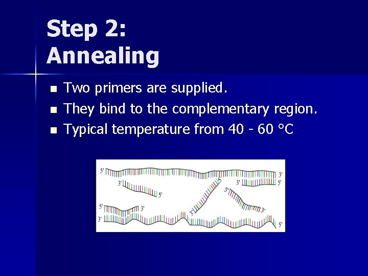 Step 2: Annealing n n n Two primers are supplied. They bind to the