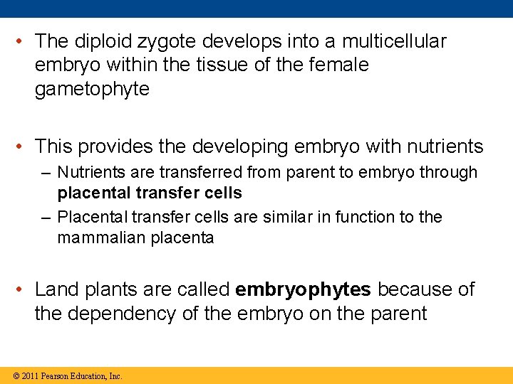  • The diploid zygote develops into a multicellular embryo within the tissue of