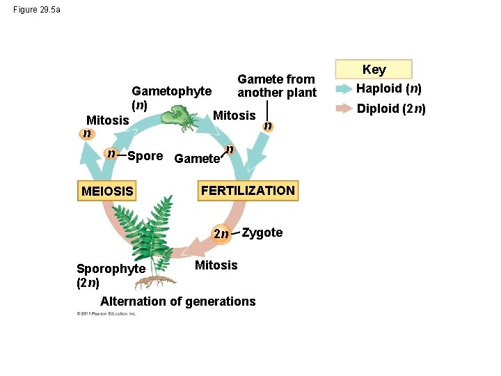 Figure 29. 5 a Gametophyte (n) Mitosis n Gamete from another plant Mitosis n