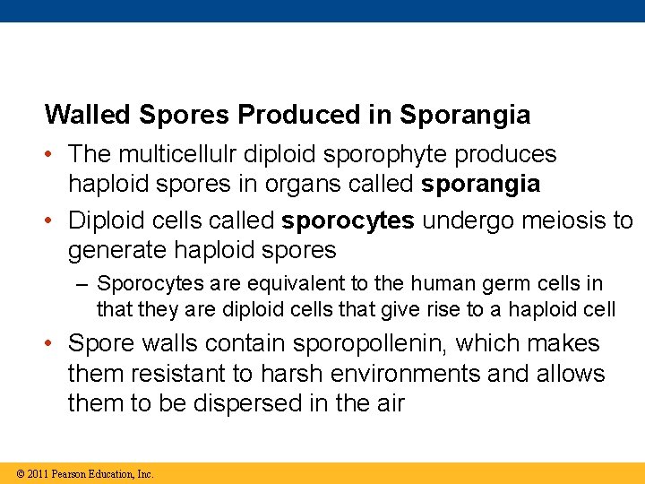 Walled Spores Produced in Sporangia • The multicellulr diploid sporophyte produces haploid spores in