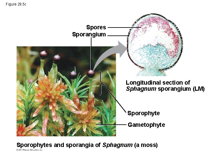 Figure 29. 5 c Spores Sporangium Longitudinal section of Sphagnum sporangium (LM) Sporophyte Gametophyte