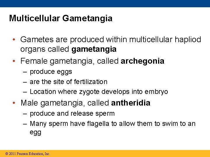 Multicellular Gametangia • Gametes are produced within multicellular hapliod organs called gametangia • Female