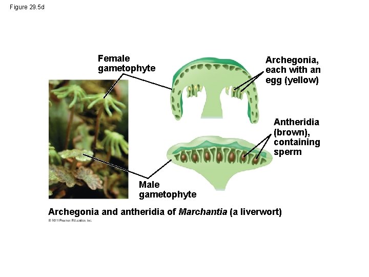 Figure 29. 5 d Female gametophyte Archegonia, each with an egg (yellow) Antheridia (brown),