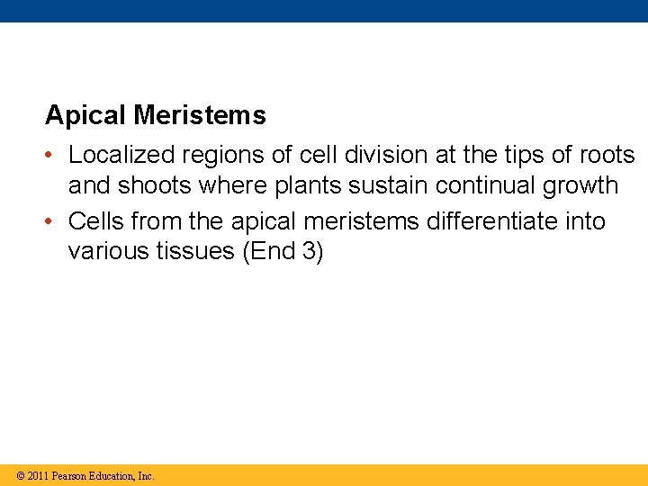 Apical Meristems • Localized regions of cell division at the tips of roots and