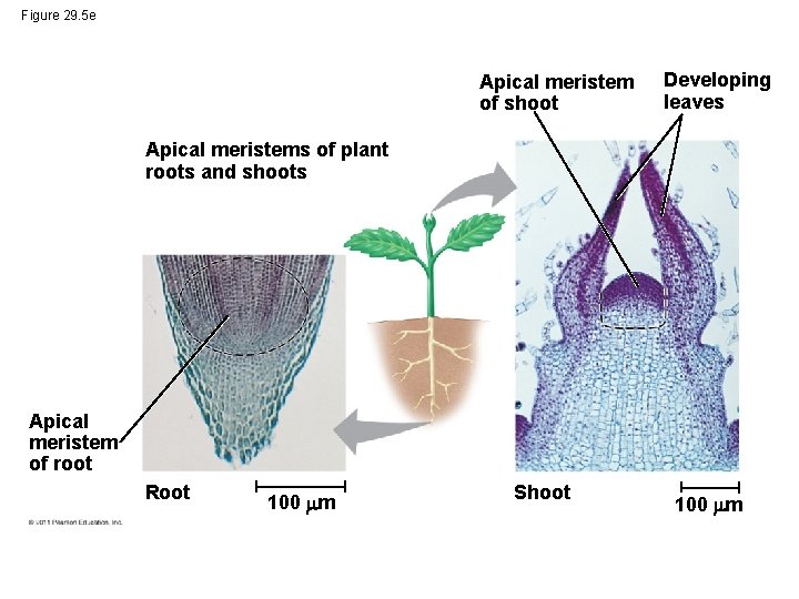 Figure 29. 5 e Apical meristem of shoot Developing leaves Apical meristems of plant