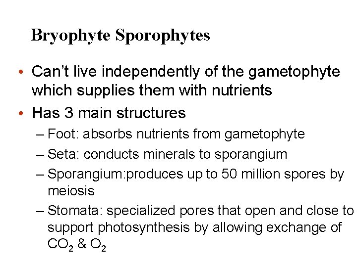 Bryophyte Sporophytes • Can’t live independently of the gametophyte which supplies them with nutrients