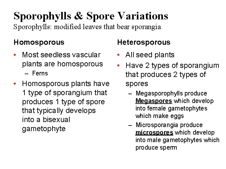 Sporophylls & Spore Variations Sporophylls: modified leaves that bear sporangia Homosporous Heterosporous • Most