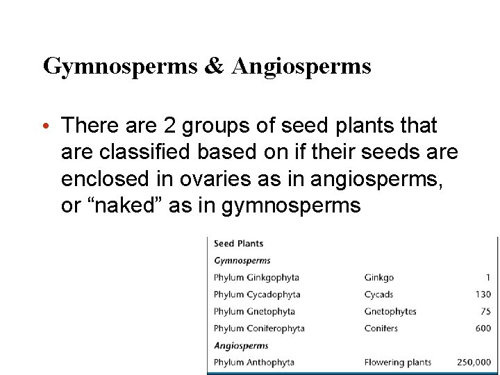 Gymnosperms & Angiosperms • There are 2 groups of seed plants that are classified