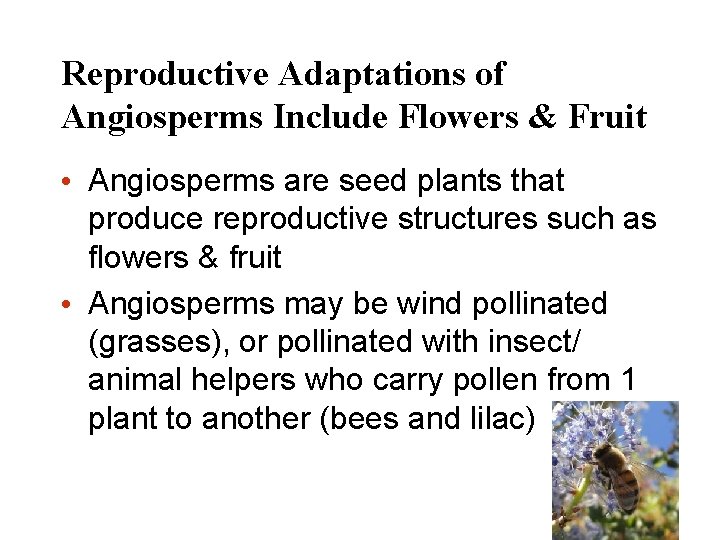 Reproductive Adaptations of Angiosperms Include Flowers & Fruit • Angiosperms are seed plants that