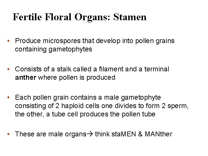 Fertile Floral Organs: Stamen • Produce microspores that develop into pollen grains containing gametophytes