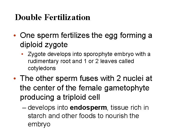 Double Fertilization • One sperm fertilizes the egg forming a diploid zygote • Zygote