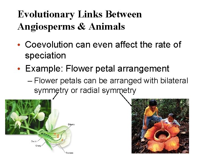 Evolutionary Links Between Angiosperms & Animals • Coevolution can even affect the rate of