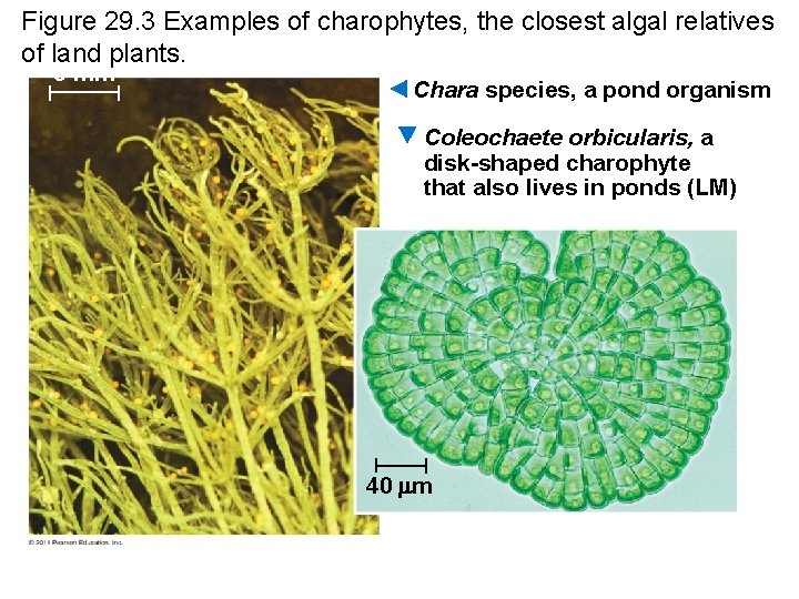 Figure 29. 3 Examples of charophytes, the closest algal relatives of land plants. 5