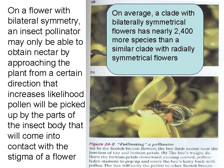 On a flower with bilateral symmetry, an insect pollinator may only be able to