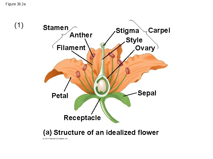 Figure 38. 2 a (1) Stamen Anther Filament Petal Stigma Carpel Style Ovary Sepal