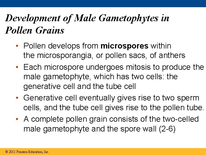 Development of Male Gametophytes in Pollen Grains • Pollen develops from microspores within the