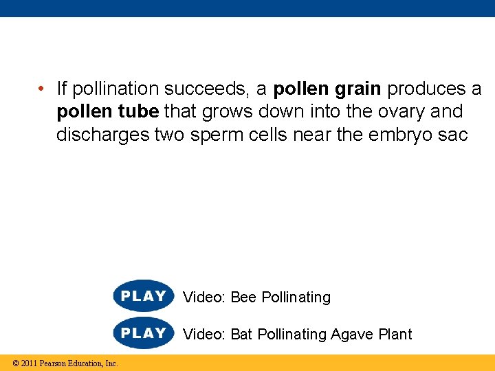  • If pollination succeeds, a pollen grain produces a pollen tube that grows