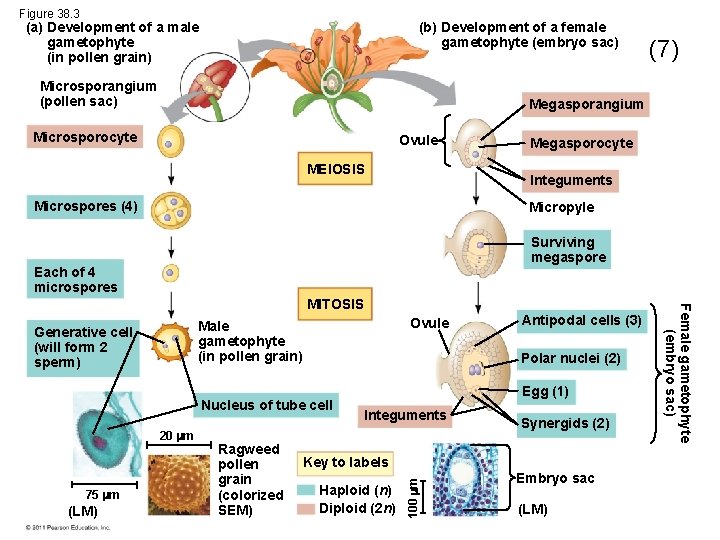 Figure 38. 3 (a) Development of a male gametophyte (in pollen grain) (b) Development