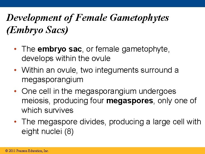 Development of Female Gametophytes (Embryo Sacs) • The embryo sac, or female gametophyte, develops