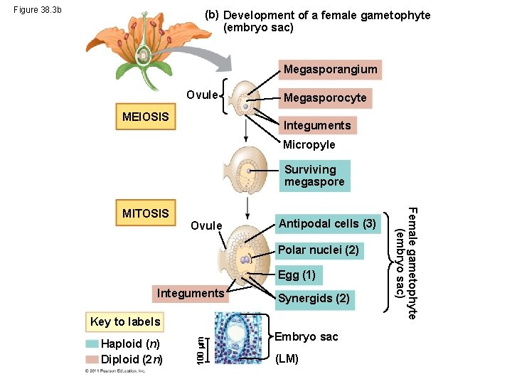 Figure 38. 3 b (b) Development of a female gametophyte (embryo sac) Megasporangium Ovule