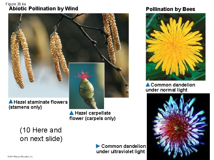 Figure 38. 4 a Abiotic Pollination by Wind Pollination by Bees Common dandelion under