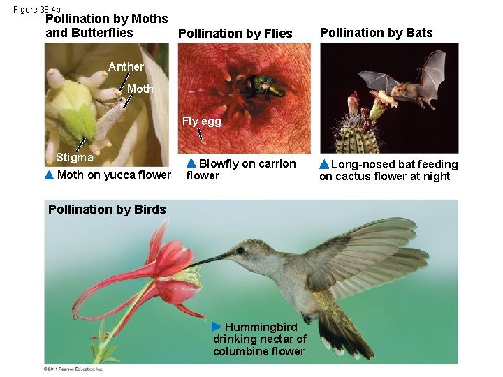 Figure 38. 4 b Pollination by Moths and Butterflies Pollination by Flies Pollination by