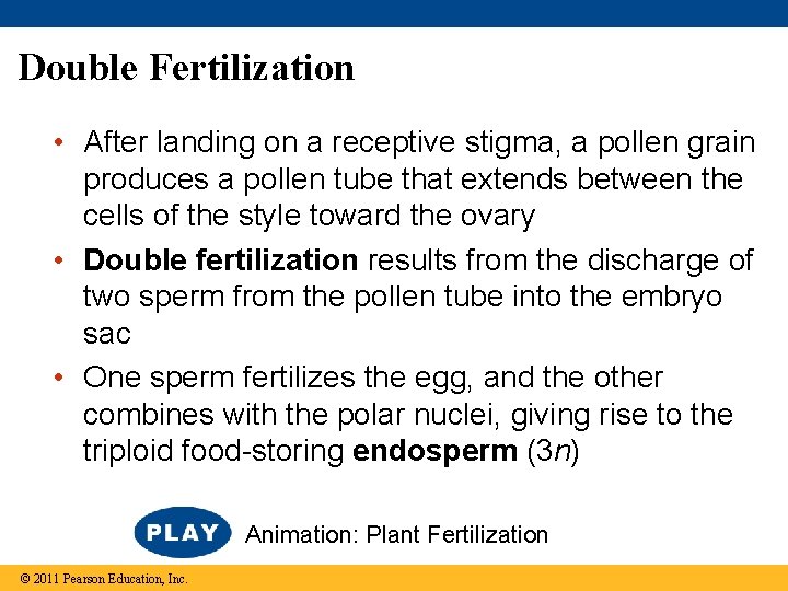 Double Fertilization • After landing on a receptive stigma, a pollen grain produces a