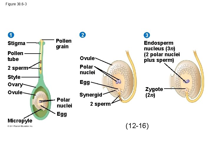 Figure 38. 6 -3 1 Stigma 2 Pollen grain Pollen tube Ovule 2 sperm