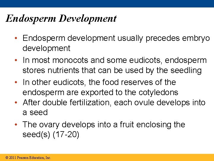 Endosperm Development • Endosperm development usually precedes embryo development • In most monocots and