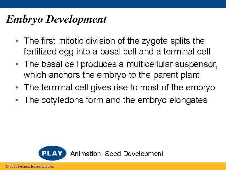 Embryo Development • The first mitotic division of the zygote splits the fertilized egg