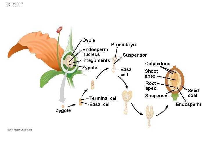 Figure 38. 7 Ovule Endosperm nucleus Integuments Proembryo Zygote Suspensor Cotyledons Basal cell Shoot