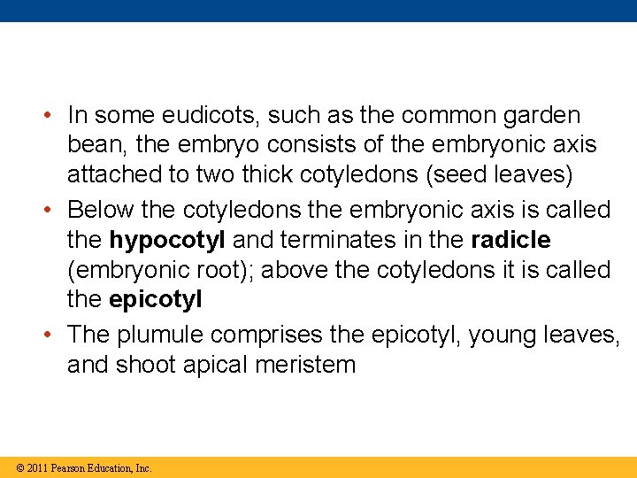  • In some eudicots, such as the common garden bean, the embryo consists