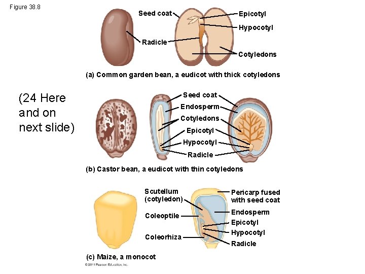 Figure 38. 8 Seed coat Epicotyl Hypocotyl Radicle Cotyledons (a) Common garden bean, a