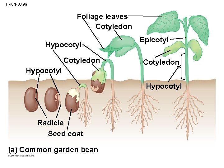 Figure 38. 9 a Foliage leaves Cotyledon Hypocotyl Epicotyl Cotyledon Hypocotyl Radicle Seed coat