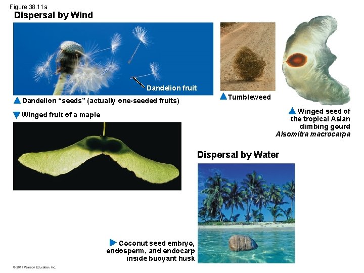 Figure 38. 11 a Dispersal by Wind Dandelion fruit Dandelion “seeds” (actually one-seeded fruits)