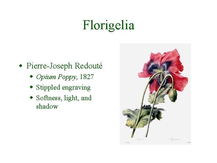 Florigelia w Pierre-Joseph Redouté w Opium Poppy, 1827 w Stippled engraving w Softness, light,