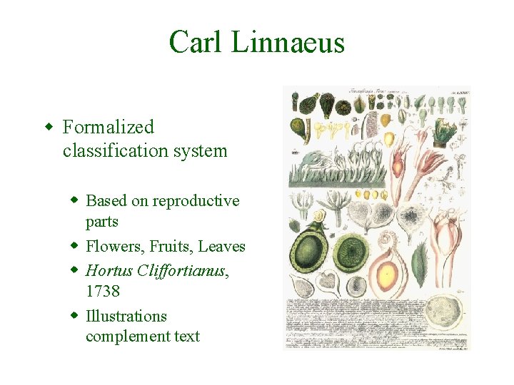 Carl Linnaeus w Formalized classification system w Based on reproductive parts w Flowers, Fruits,