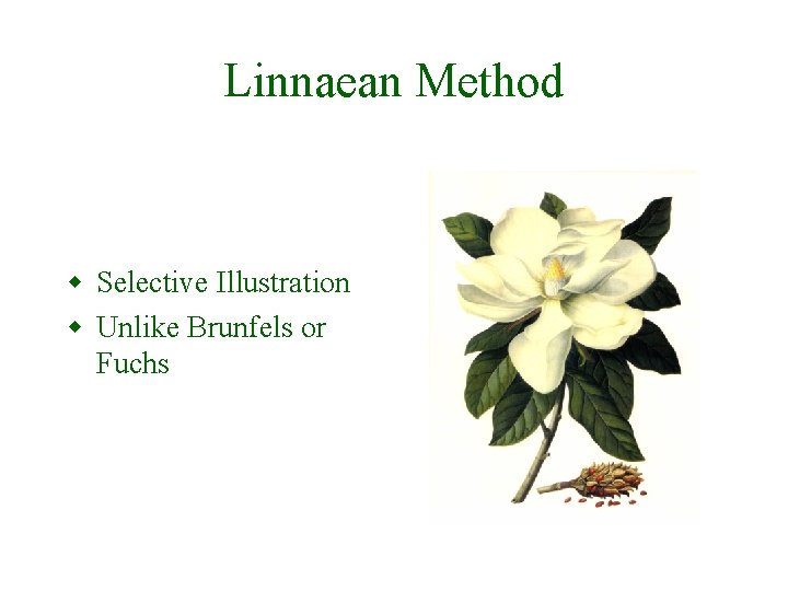 Linnaean Method w Selective Illustration w Unlike Brunfels or Fuchs 