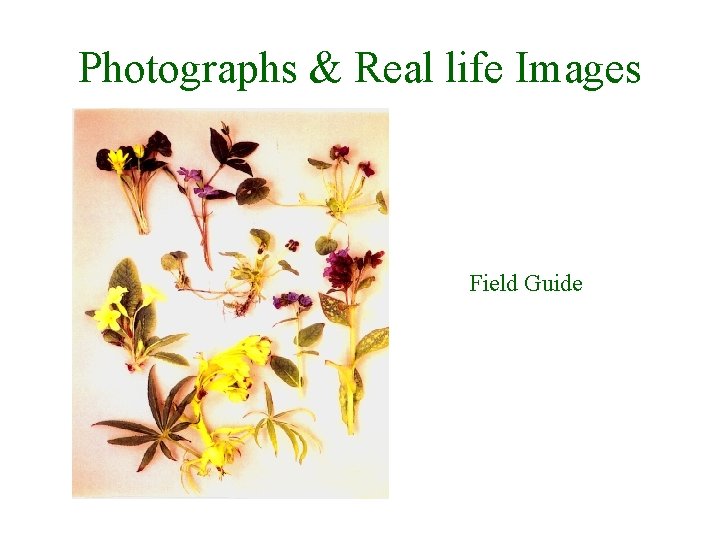 Photographs & Real life Images Field Guide 