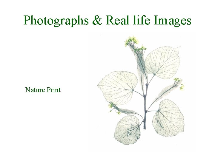 Photographs & Real life Images Nature Print 