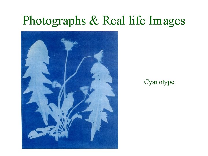 Photographs & Real life Images Cyanotype 
