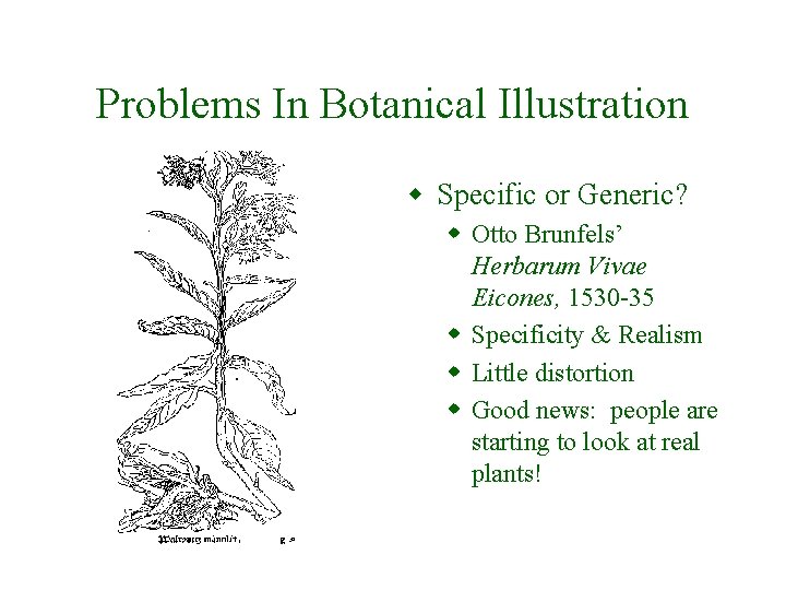 Problems In Botanical Illustration w Specific or Generic? w Otto Brunfels’ Herbarum Vivae Eicones,