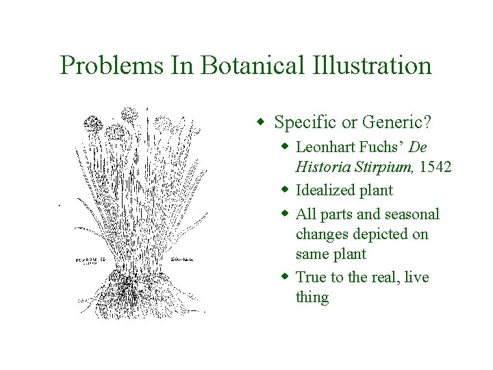 Problems In Botanical Illustration w Specific or Generic? w Leonhart Fuchs’ De Historia Stirpium,