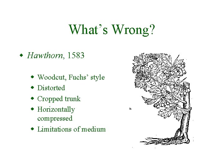 What’s Wrong? w Hawthorn, 1583 w w Woodcut, Fuchs’ style Distorted Cropped trunk Horizontally